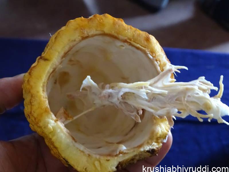 ಹದವಾದ ಸಿಪ್ಪೆ ಒಳಗೆ ದೊಡ್ಡ ಅವಕಾಶ ಇರಬೇಕು. 