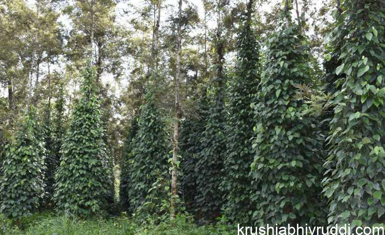 ಕರಿಮೆಣಸಿನ ಮುಖ್ಯ ಬೆಳೆ.