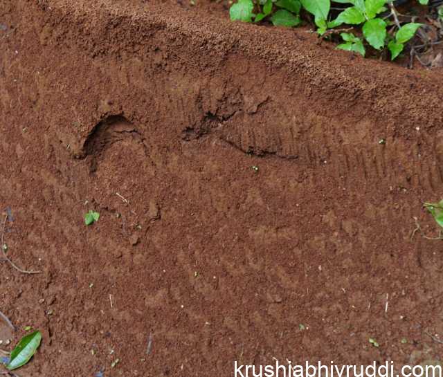 6 ಇಂಚು ಮಣ್ಣಿನಲ್ಲಿದೆ ಕೃಷಿಯ ಸರ್ವಸ್ವ.