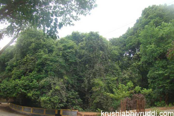ಅಪರೂಪವಾಗಿ ಕಾಣಸಿಗುವ ಮಾದರಿ ನಾಗಬನ 