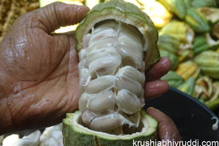 ಕೊಕ್ಕೋ ದ ಭರವಸೆಯ ಹೈಬ್ರೀಡ್ ತಳಿಗಳು.