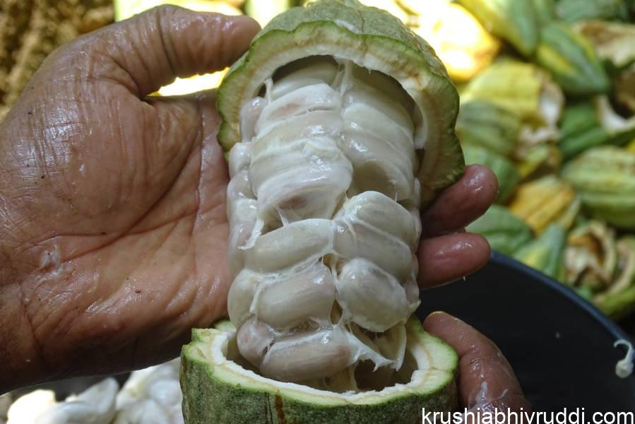 ಕೊಕ್ಕೋ ಭರವಸೆಯ ಹೈಬ್ರೀಡ್ ತಳಿಗಳು