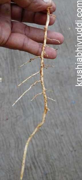 Main root and absorbing root