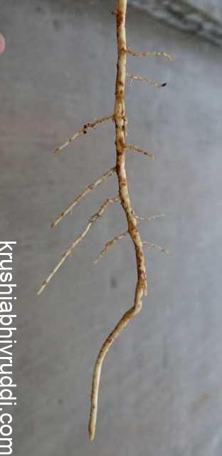 white roots are the healthy roots