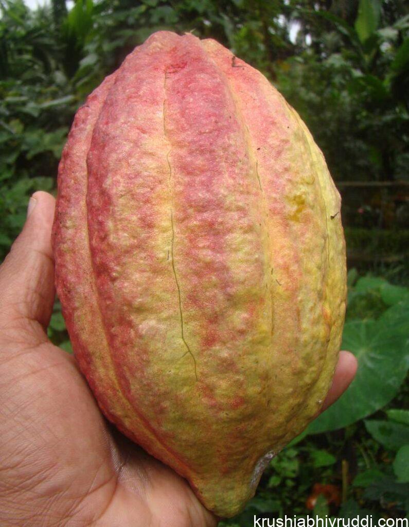 ಇಂತಹ ಕೋಡಿನ ಬೀಜದ ತೂಕ ಹೆಚ್ಚು