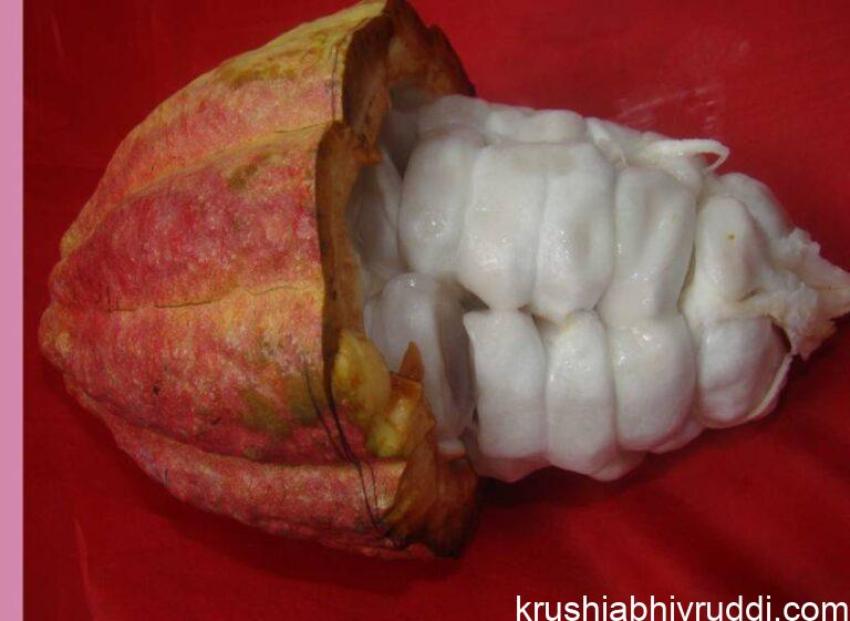 ಕೊಕ್ಕೋ ದಲ್ಲಿ ಒಳ್ಳೆಯ ತಳಿಆಯ್ಕೆ ಹೇಗೆ?.