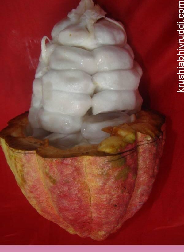 ಕೊಕ್ಕೋ ದಲ್ಲಿ ಒಳ್ಳೆಯ ತಳಿ ಆಯ್ಕೆ ಹೇಗೆ?.