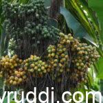 ಅಡಿಕೆಗೆ ಹೀಗೆ ಗೊಬ್ಬರ ಕೊಡಿ- ದುಪ್ಪಟ್ಟು ಇಳುವರಿ ಪಡೆಯಿರಿ.