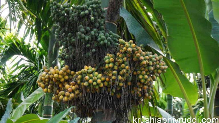 ಅಡಿಕೆಗೆ ಹೀಗೆ ಗೊಬ್ಬರ ಕೊಡಿ- ದುಪ್ಪಟ್ಟು ಇಳುವರಿ ಪಡೆಯಿರಿ.