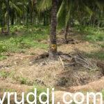Coconut: Where to Put Manure?