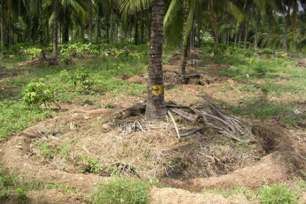 Coconut: Where to Put Manure? Coconut: Where to Put Manure?