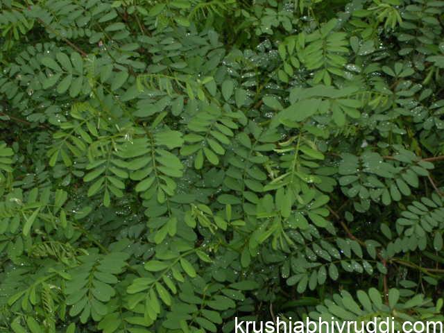 legume plant 