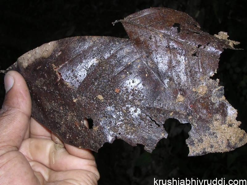 ನೆಲಕ್ಕೆ ಬಿದ್ದ ಸಾವಯವ ವಸ್ತುಗಳ ರೂಪಾಂತರ