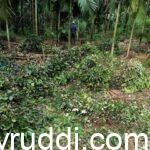 ಹಸಿಸೊಪ್ಪು ಮಣ್ಣಿಗೆ ಹಾಕುವುದರ ಪ್ರಯೋಜನ ಏನು?.
