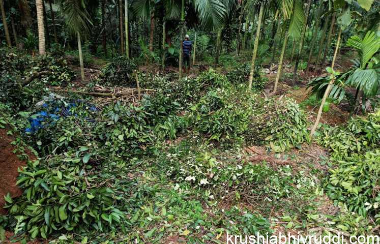 ಹಸಿಸೊಪ್ಪು ಮಣ್ಣಿಗೆ ಹಾಕುವುದರ ಪ್ರಯೋಜನ ಏನು?.