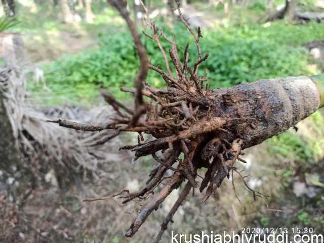 ಬೇರುಗಳ ಉಸಿರಾಟಕ್ಕೆ ಸಮಸ್ಯೆ ಉಂಟಾದಾಗ ಆ ಭಾಗದಲ್ಲಿ ಬೇರುಗಳ ಬೆಳವಣಿಗೆ ಕುಂಠಿತವಾಗುತ್ತದೆ