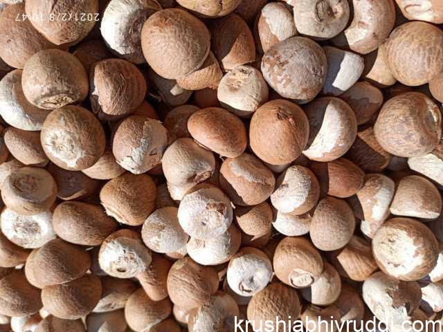 ಚಾಲಿ ಅಡಿಕೆ