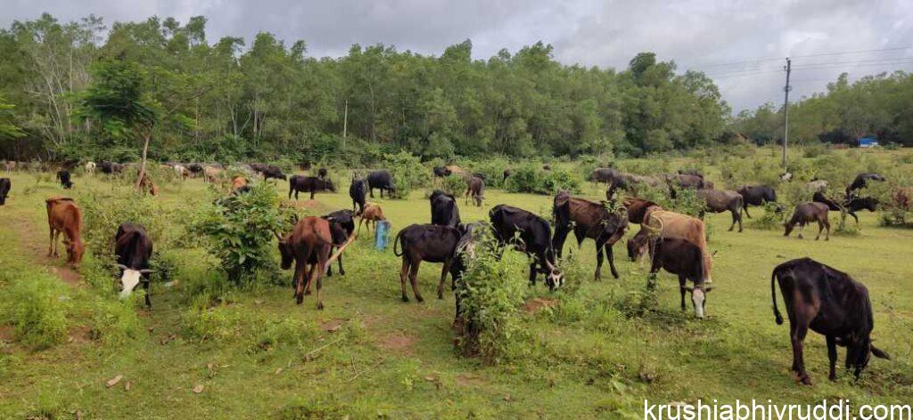 ಕಳೆ ನಿಯಂತ್ರಣಕ್ಕೆ ಹಸು, ಕುರಿ, ಅಡು ಮೇಯಿಸುವುದು ಸುರಕ್ಷಿತ ವಿಧಾನ.