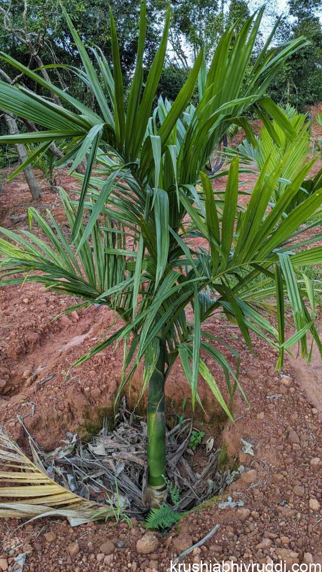 ಅಡಿಕೆ ಸಸಿ ನೆಡುವಾಗ ಹೀಗೆ ಮಾಡಿದರೆ ಚೆನ್ನಾಗಿ ಬೆಳೆಯುತ್ತದೆ.