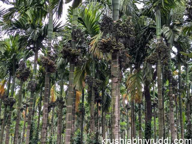 ಪೋಷಕಾಂಶಗಳ ಶಿಫಾರಸು ಮತ್ತು ಇಳುವರಿ.