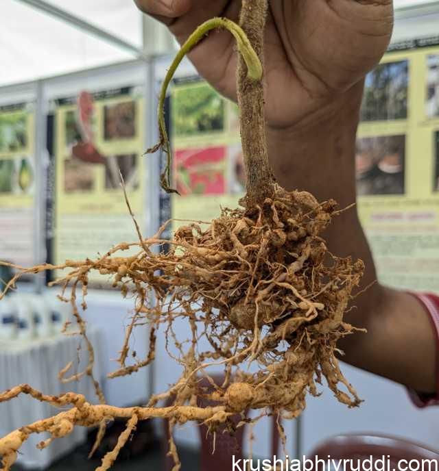 It looks like nodules, but not, it is nematodes