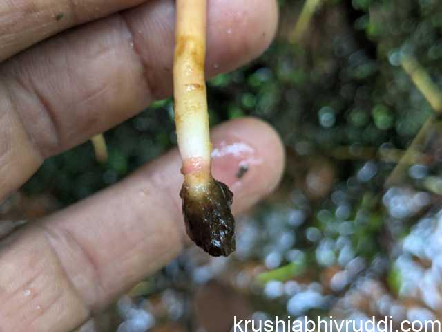 initiating root and its tip