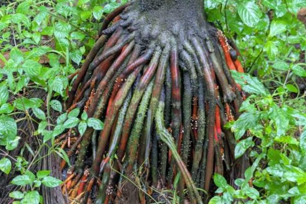 Root System of Areca Nut Plants