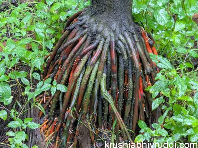 Root System of Areca Nut Plants
