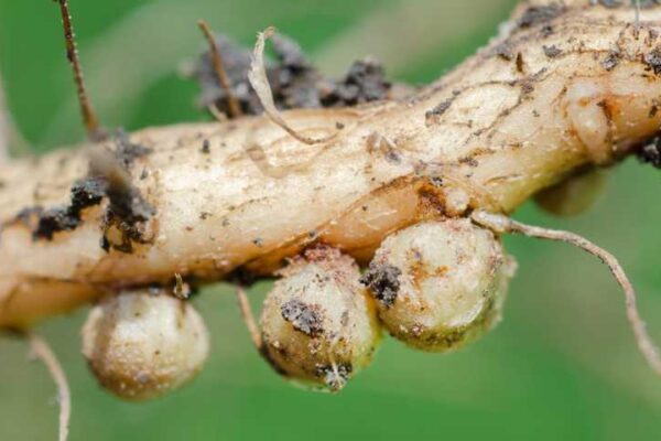 Natural Source of Crop Nutrients