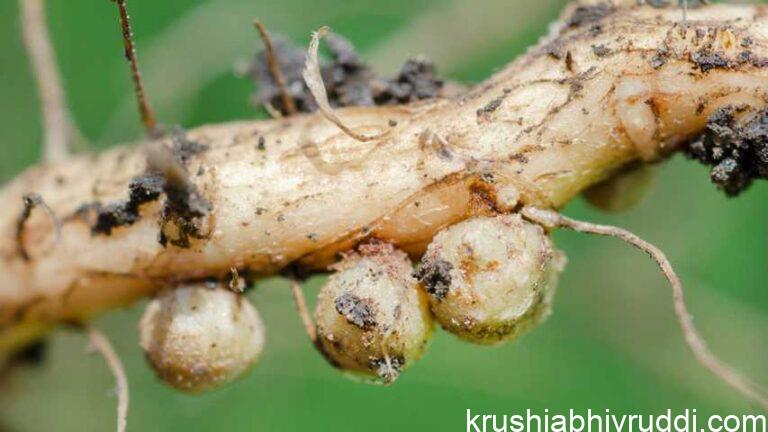 Natural Source of Crop Nutrients