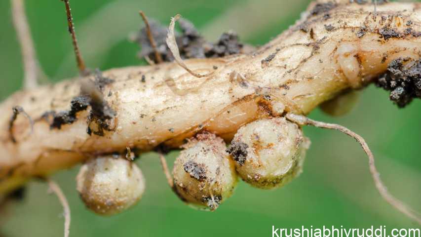 Natural Source of Crop Nutrients
