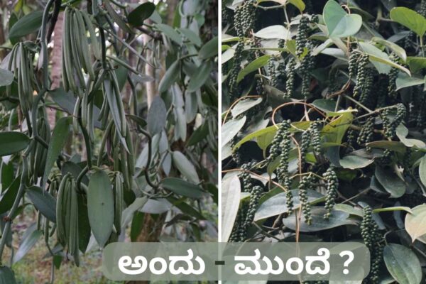 ಅಂದು ವನಿಲ್ಲಾ –ಮುಂದೆ ಕರಿಮೆಣಸು. ಬೆಳೆಗಾರರು ಸಿದ್ಧರಿರಲೇಬೇಕು. ಅಂದು ವನಿಲ್ಲಾ –ಮುಂದೆ ಕರಿಮೆಣಸು. ಬೆಳೆಗಾರರು ಸಿದ್ಧರಿರಲೇಬೇಕು.