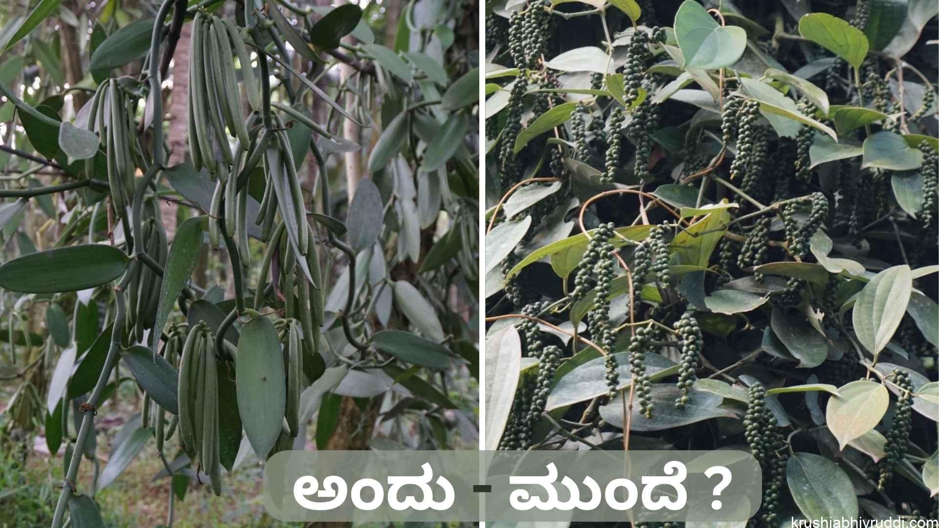 ಅಂದು ವನಿಲ್ಲಾ –ಮುಂದೆ ಕರಿಮೆಣಸು. ಬೆಳೆಗಾರರು ಸಿದ್ಧರಿರಲೇಬೇಕು.