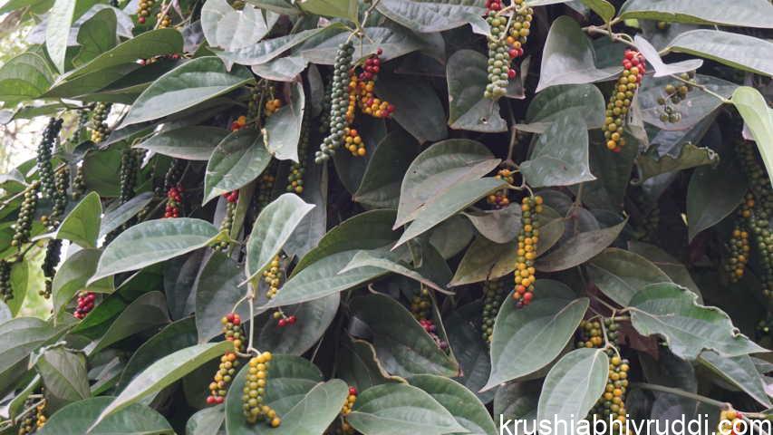 SunLight and Plant Growth