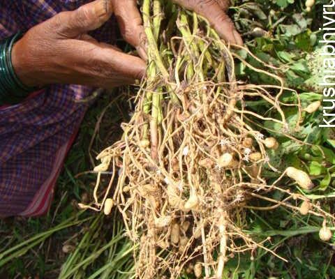 Farmer’s Silent Enemy – How to Stop Nematodes Before They Stop Your Crop”