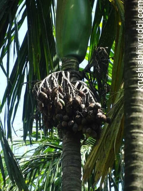 disease incidence is high