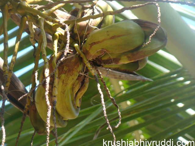 Sulphur deficiency symptom in coconut 