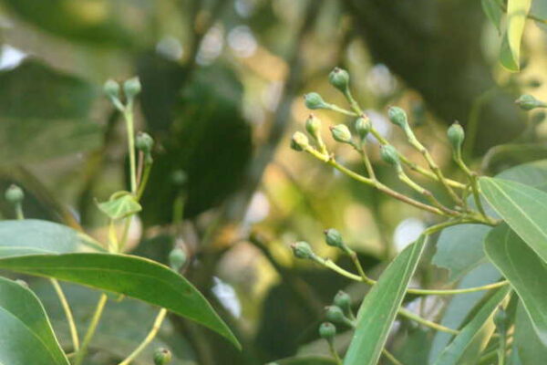 Cinnamon Cultivation: Profitable Spice Crop with Global Demand