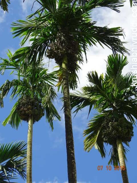 In height plants, good yield because of sufficient sunlight