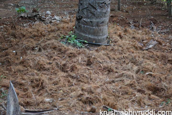 organic source of Potassium