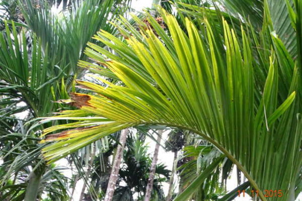 Sulphur – The Forgotten Secondary Nutrient for Crop Health