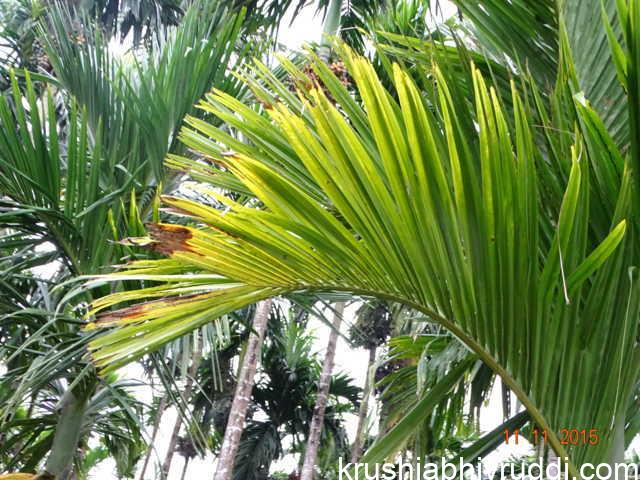 Sulphur – The Forgotten Secondary Nutrient for Crop Health