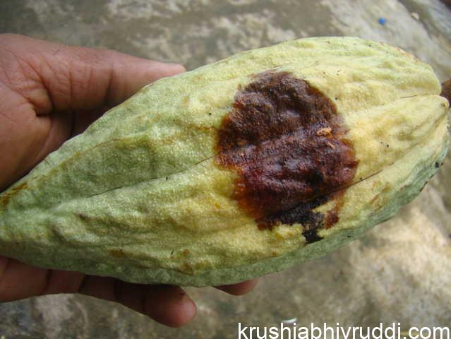 First stage of infection