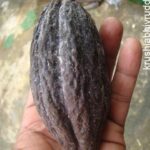 Cocoa Black Pod & leaf fall disease