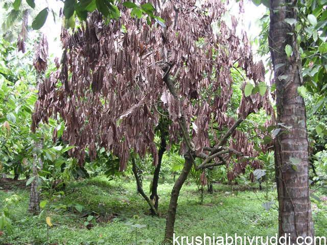 Ultimate stage of fungal infection