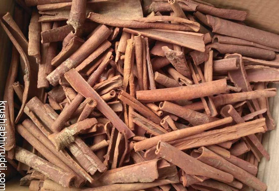 cinnamon bark 