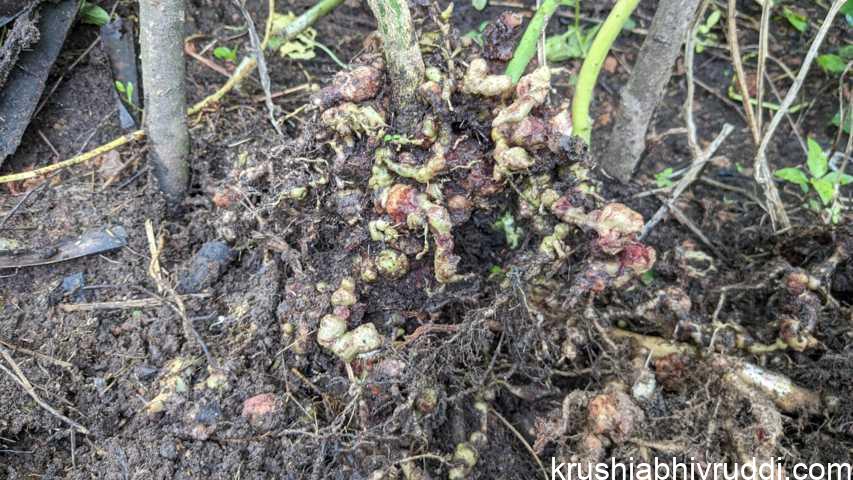 Root damaged by nematode to Bessle plant