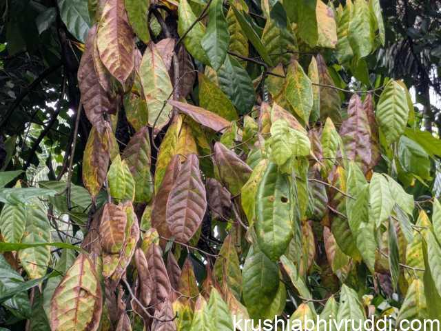 Leaf infected by pathogen