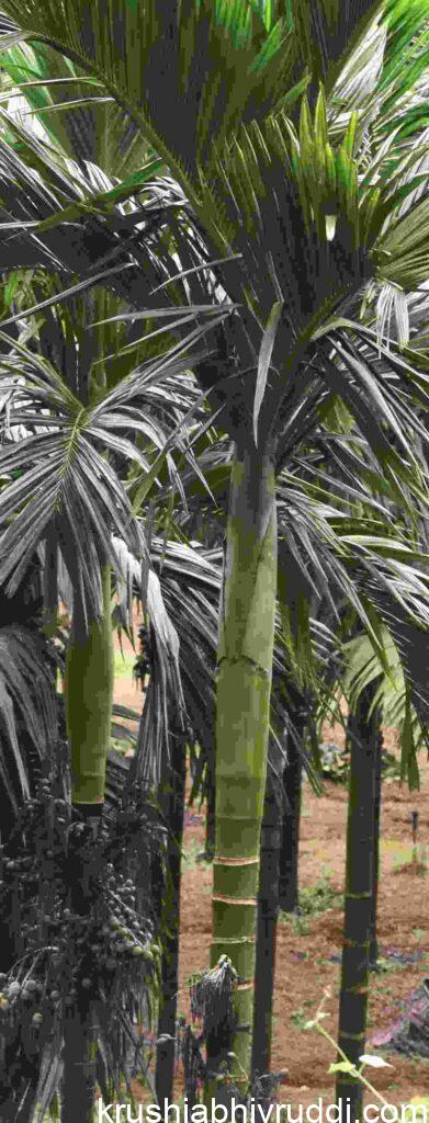 Symptom of excess Nitrogen  