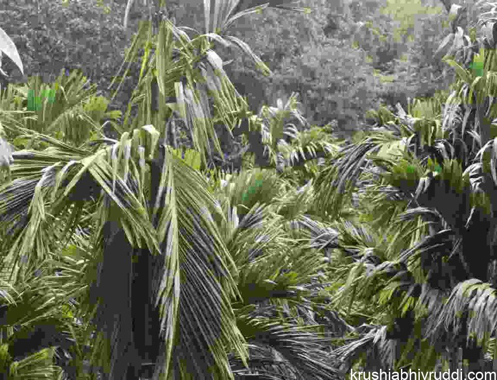 Symptom of excess Nitrogen  